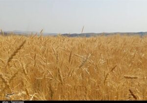 پیشنهاد گندم 52 هزار تومانی به دولت