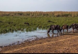 اعزام هواپیمای آب‌پاش به خوزستان برای مهار آتش‌ هورالعظیم